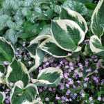 <h1>Wie man seine Hostas in 4 Lektionen ruiniert?</h1>

<h2>Lektion 1: Die falsche Standortwahl</h2>

<p>Hostas lieben Halbschatten und feuchte, humusreiche Böden. Um sie sicher zu ruinieren, pflanzen Sie sie in <strong>volle Sonne</strong> auf trockenen, sandigen Boden. Die Blätter werden schnell verbrennen und die Pflanze wird verkümmern.</p>

<img src="hosta-feuillage.jpg" alt="Hosta-Blattwerk" title="Hosta">

<h2>Lektion 2: Vernachlässigung der Bewässerung</h2>

<p>Hostas benötigen regelmäßige Bewässerung, besonders in trockenen Perioden. Um sie zu schädigen, lassen Sie den Boden <em>komplett austrocknen</em> zwischen den Wassergaben. Die Blattränder werden braun und die Pflanze wird gestresst.</p>

<h2>Lektion 3: Falsche Düngung</h2>

<p>Statt eines ausgewogenen Düngers verwenden Sie entweder gar keinen Dünger oder überdüngen mit stickstoffbetonten Produkten. Dies führt zu:</p>

<ul>
<li>Schwachem Wachstum</li>
<li>Übermäßigem Blattwachstum ohne Blüten</li>
<li>Erhöhte Anfälligkeit für Krankheiten</li>
</ul>

<h2>Lektion 4: Ignorieren von Schädlingen</h2>

<p>Schnecken lieben Hostas! Um Ihre Pflanzen zu ruinieren, ignorieren Sie einfach die Schneckenplage. Innerhalb weniger Nächte werden die Blätter löchrig und unansehnlich.</p>

<p>Entdecken Sie unsere Auswahl an <a href="https://www.promessedefleurs.com/hosta.html">Hostas</a> und lernen Sie, wie man sie richtig pflegt!</p>