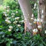 Der weiße Türkenbund in seiner ganzen Pracht.