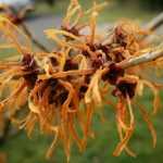 Die schönsten Winterblüten