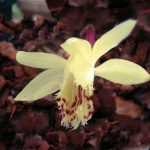 Pflanzen Sie seltene Zwiebeln!