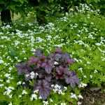 Purpurglöckchen und Türkischer Fels-Meier: Leichtes Halbdunkel für schwierigen Schatten