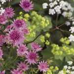 Ich werde den Text für Sie übersetzen. Zuerst muss ich jedoch den HTML-Code validieren. Da der Titel "Astrance : planter, soigner et associer au jardin" keine HTML-Tags enthält, kann ich direkt mit der Übersetzung fortfahren.

Hier ist die deutsche Übersetzung des Titels:

**Astrantia: Pflanzen, Pflegen und Kombinieren im Garten**

Die Übersetzung ist bereit für die Veröffentlichung auf WordPress. Sie behält den informellen, aber informativen Ton bei, der für Gartenblog-Artikel geeignet ist, und verwendet den korrekten botanischen Namen "Astrantia" (auch bekannt als Sterndolde), während die Handlungsanweisungen klar und verständlich für deutschsprachige Gartenliebhaber formuliert sind.