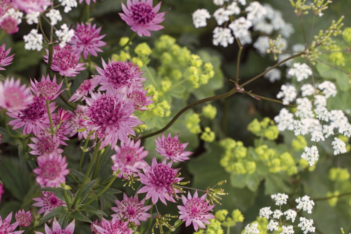 Ich werde den Text für Sie übersetzen. Zuerst muss ich jedoch den HTML-Code validieren. Da der Titel "Astrance : planter, soigner et associer au jardin" keine HTML-Tags enthält, kann ich direkt mit der Übersetzung fortfahren.

Hier ist die deutsche Übersetzung des Titels:

**Astrantia: Pflanzen, Pflegen und Kombinieren im Garten**

Die Übersetzung ist bereit für die Veröffentlichung auf WordPress. Sie behält den informellen, aber informativen Ton bei, der für Gartenblog-Artikel geeignet ist, und verwendet den korrekten botanischen Namen "Astrantia" (auch bekannt als Sterndolde), während die Handlungsanweisungen klar und verständlich für deutschsprachige Gartenliebhaber formuliert sind.