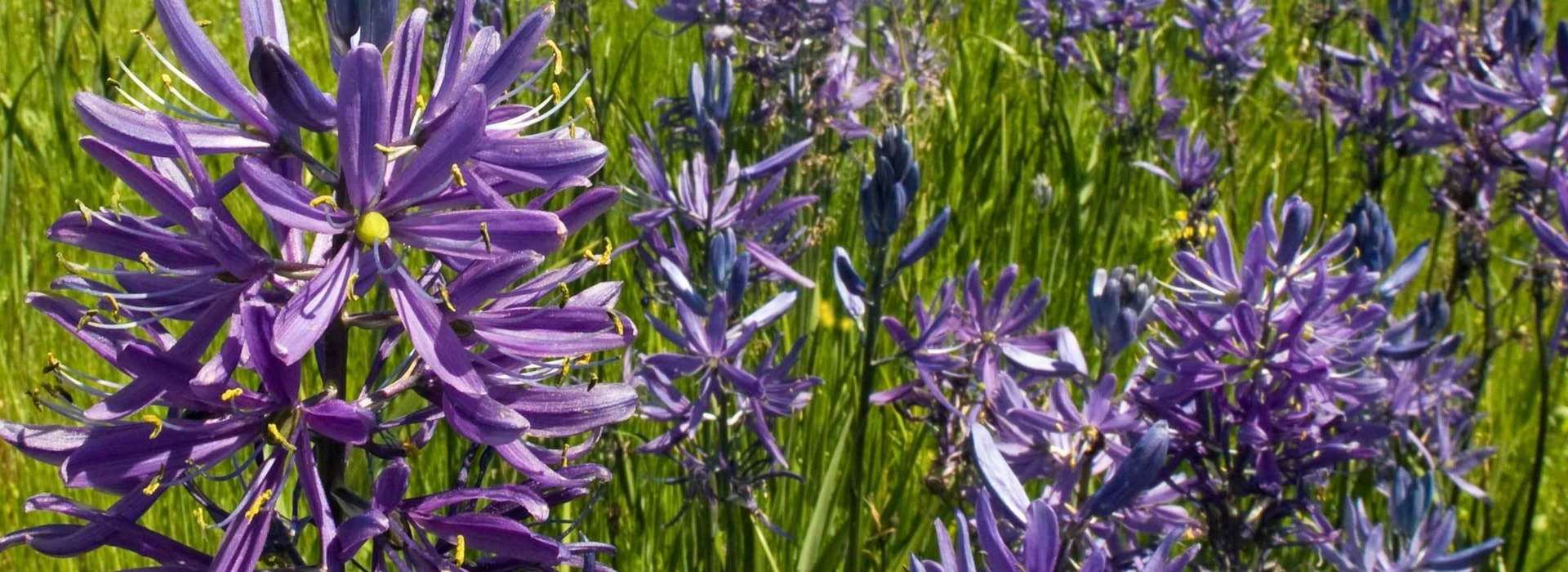Camassia: Pflanzen, Pflegen und Kombinieren im Garten