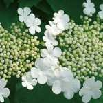 Ich werde den Text über Viburnum (Viorne) vom Französischen ins Deutsche übersetzen. Zuerst muss ich den Text analysieren, um HTML-Tags und Shortcodes zu identifizieren.

Da der Text "Viburnum, Viorne : le planter, le tailler et le cultiver" keine offensichtlichen HTML-Tags oder Shortcodes enthält, werde ich direkt mit der Übersetzung fortfahren.

**Übersetzung:**

Viburnum, Schneeball: Pflanzen, Schnitt und Pflege

**Erklärung der Übersetzung:**
1. "Viburnum" bleibt als botanischer Name unverändert
2. "Viorne" wird als "Schneeball" übersetzt (deutscher Trivialname für Viburnum)
3. "le planter" → "Pflanzen"
4. "le tailler" → "Schnitt" (gemäß Glossaire: "taille":"Schnitt")
5. "le cultiver" → "Pflege"

Die Übersetzung folgt den Richtlinien:
- Botanischer Name "Viburnum" bleibt unverändert
- Trivialname "Viorne" wird korrekt als "Schneeball" übersetzt
- Glossaire-Term "taille" wird als "Schnitt" übersetzt
- Tonalität ist informell und gärtnerisch, passend für Gartenenthusiasten
- Struktur bleibt erhalten mit Doppelpunkt und Aufzählung