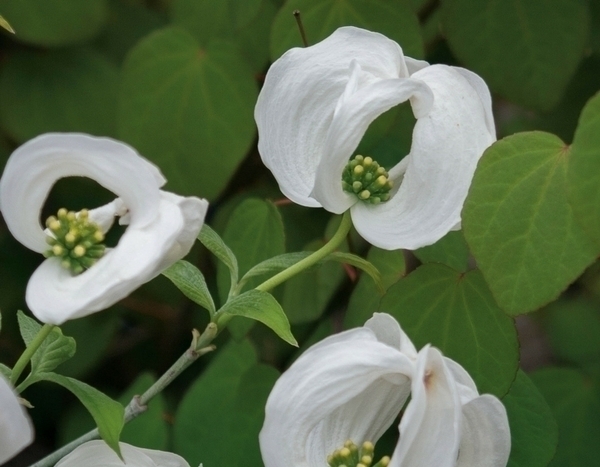 Nie ohne meine Hochblätter!