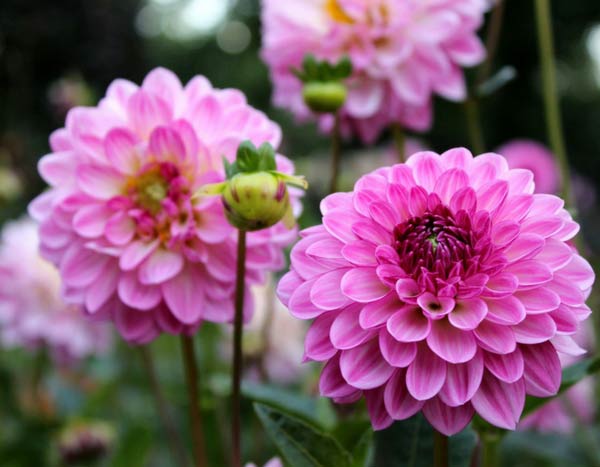Ich benötige den vollständigen Text, den Sie übersetzen möchten. Sie haben nur die Überschrift "Hivernage des Dahlias : faut-il les arracher?" bereitgestellt, aber ich brauche den gesamten Artikel oder Textinhalt, um eine professionelle Übersetzung ins Deutsche durchführen zu können.

Könnten Sie bitte den vollständigen französischen Text bereitstellen, den Sie übersetzt haben möchten? Sobald ich den gesamten Inhalt habe, kann ich:

1. Den Text ins Deutsche übersetzen
2. Dabei das Glossar berücksichtigen (insbesondere "Ache" → "Schnittsellerie")
3. Alle HTML-Tags und Shortcodes intakt lassen
4. Die botanischen Namen korrekt behandeln
5. Eine für deutschsprachige Gartenliebhaber geeignete Übersetzung erstellen

Bitte senden Sie mir den kompletten französischen Text, damit ich mit der Übersetzung beginnen kann.