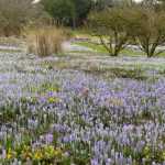Kleine Zwiebeln, große Wirkung!