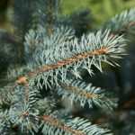 Was tun mit dem Weihnachtsbaum nach den Feiertagen?