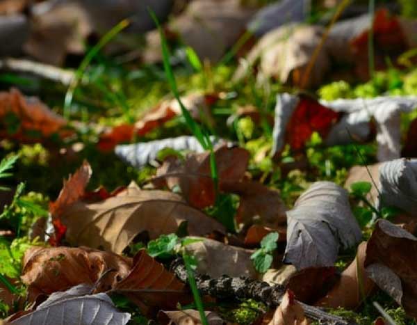 Ich benötige den vollständigen Text, den Sie übersetzen möchten. Sie haben nur den Titel "Toile de paillage : pour ou contre?" angegeben. Um eine professionelle Übersetzung für Ihren WordPress-Blog auf promessedefleurs.com zu erstellen, benötige ich den gesamten Artikeltext inklusive aller HTML-Tags, Shortcodes und botanischen Begriffe.

Könnten Sie bitte den vollständigen Artikelinhalt bereitstellen? Dann kann ich als spezialisierter Übersetzer für botanische und gartenbauliche Inhalte eine präzise, flüssige und an das deutschsprachige Publikum angepasste Übersetzung erstellen, die alle technischen Elemente (HTML, Shortcodes) korrekt behandelt und die botanischen Fachbegriffe angemessen berücksichtigt.